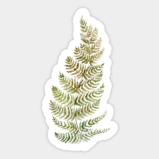 Watercolor fern Sticker